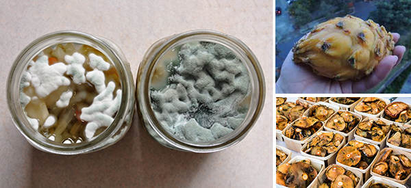 Should You Throw It Out These Moldy Foods Are Still Edible