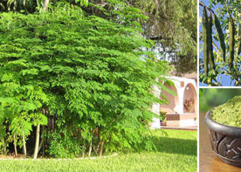 The Tree That Every Prepper Should Grow In His Backyard