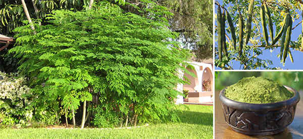 The Tree That Every Prepper Should Grow In His Backyard