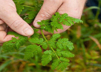 Edibility Test Find Out Which Backyard Weeds are Edible