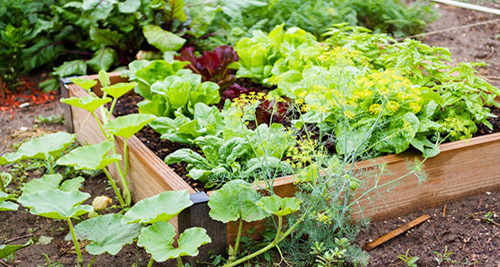 Edibility Test Find Out Which Backyard Weeds are Edible