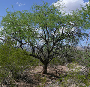 Get An Unlimited Supply Of Beans Growing This Tree