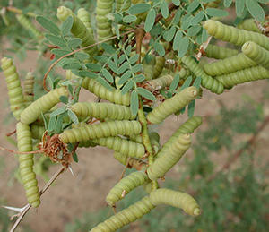 Get An Unlimited Supply Of Beans Growing This Tree