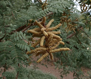 Get An Unlimited Supply Of Beans Growing This Tree