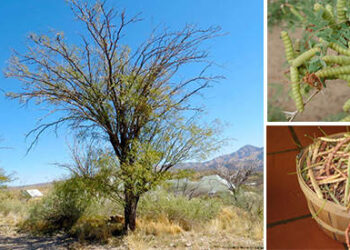 Get An Unlimited Supply Of Beans Growing This Tree