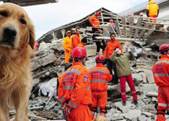 How To Understand The Signals From Animals Just Before A Natural Disaster Strikes