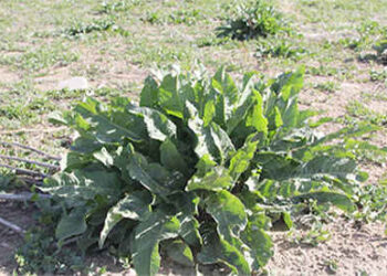 I Used To Cut This Plant...Until I Saw This - dock weed