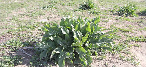 I Used To Cut This Plant...Until I Saw This - dock weed