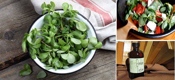 If You See This Weed Growing In Your Yard, Don’t Pick It – Here’s Why