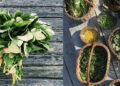 The 5 Most Common Edible Weeds In Your State