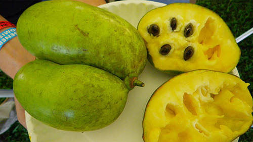 The Cherokee’s Favourite Edible Tree (PawPaw)