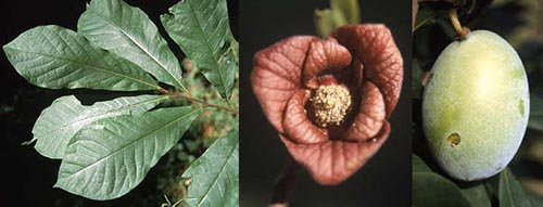 The Cherokee’s Favourite Edible Tree (PawPaw)