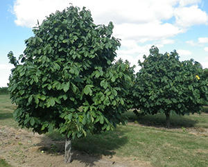 The Cherokee’s Favourite Edible Tree (PawPaw)