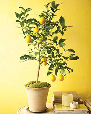 citrus at home