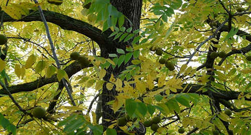 12 Wild Medicinal Plants You Must Harvest This Fall black walnut