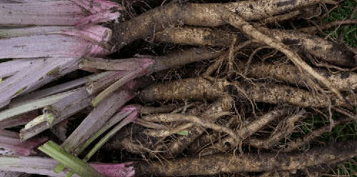 This Fall burdock roots