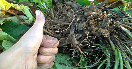 This Fall comfrey roots