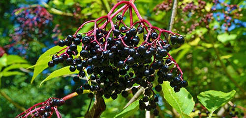 12 Wild Medicinal Plants You Must Harvest This Fall elderberry