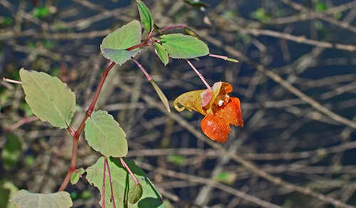 12 Wild Medicinal Plants You Must Harvest This Fall jewelweed