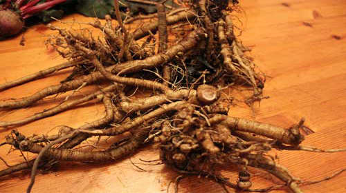 12 Wild Medicinal Plants You Must Harvest This Fall poke root
