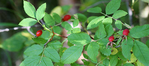 12 Wild Medicinal Plants You Must Harvest This Fall rose hips