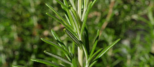 12 Wild Medicinal Plants You Must Harvest This Fall rosemary