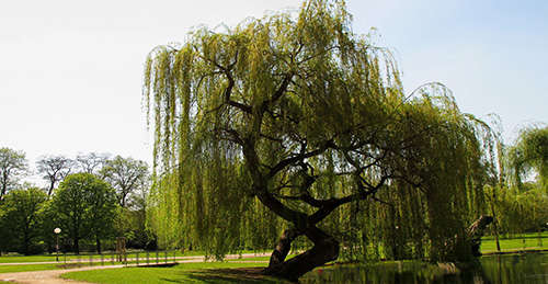 12 Wild Medicinal Plants You Must Harvest This Fall weeping willow