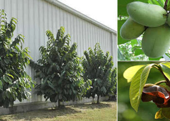 The Cherokee’s Favourite Edible Tree (PawPaw)