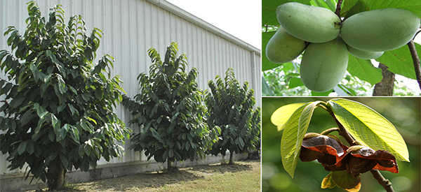 The Cherokee’s Favourite Edible Tree (PawPaw)