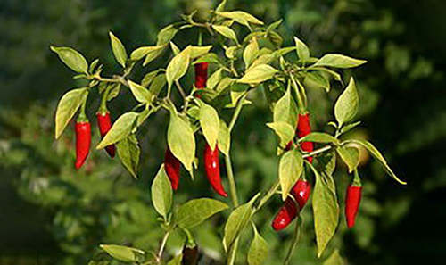 5 Herbs That Will Relieve Your Joint Pain
