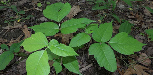 How To Identify Poison Ivy Growing In Your Backyard