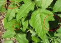 How To Identify Poison Ivy Growing In Your Backyard