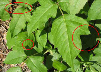 How To Identify Poison Ivy Growing In Your Backyard