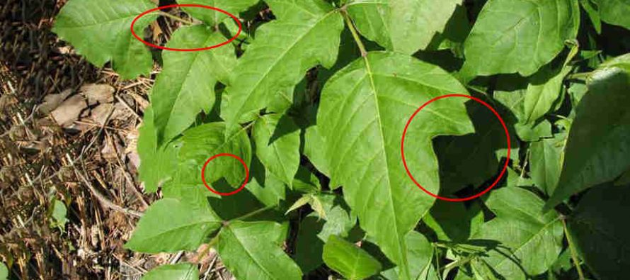 Poision Ivy & Poision Oak How-To-Identify-Poison-Ivy-Growing-In-Your-Backyard-2-1-890x395_c