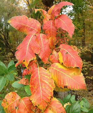 How To Identify Poison Ivy Growing In Your Backyard