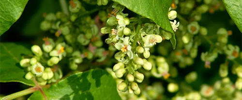 How To Identify Poison Ivy Growing In Your Backyard