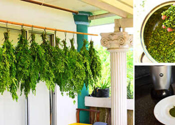 How To Make Moringa Powder DIY With Pictures