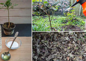 How To Make The Most Effective Homemade Herbicide