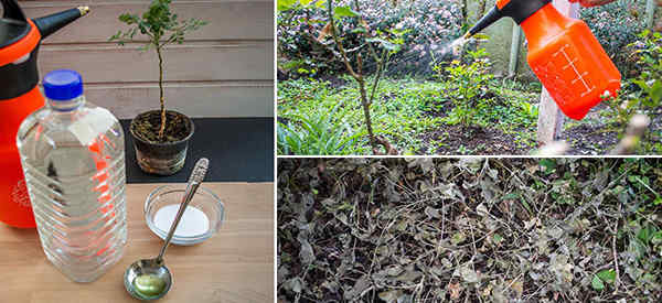 How To Make The Most Effective Homemade Herbicide