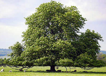 This Tree Is Like Bread But You Can Only Harvest It In The Next 3 Months
