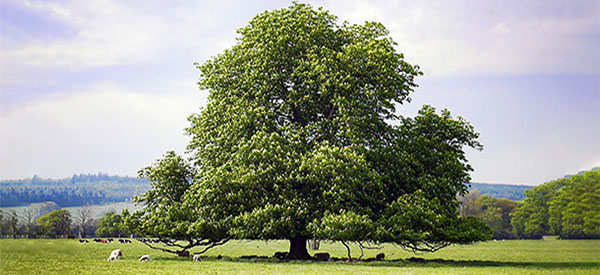 This Tree Is Like Bread But You Can Only Harvest It In The Next 3 Months