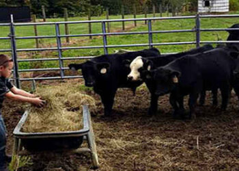 How To Raise Mini Cows For Prepping And SHTF