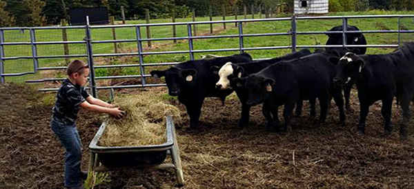 How To Raise Mini Cows For Prepping And SHTF