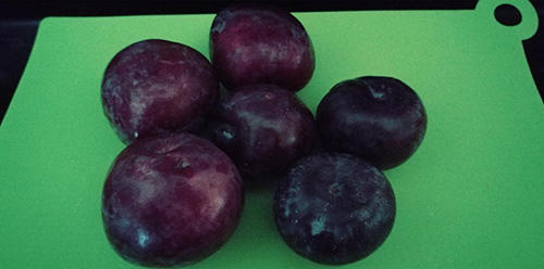 How to Dry Plums for Long-Term Storage Just Like Grandma