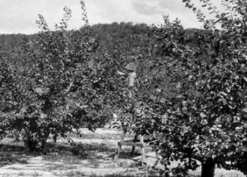 How to Dry Plums for Long-Term Storage Just Like Grandma