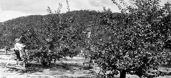 How to Dry Plums for Long-Term Storage Just Like Grandma