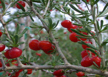 If You See This Berry, You May Want To Harvest It