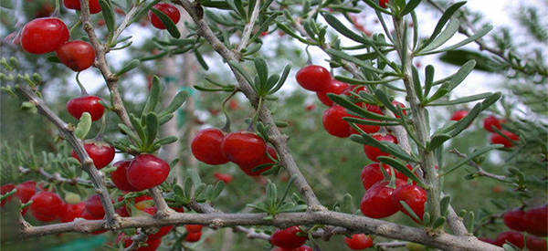 If You See This Berry, You May Want To Harvest It