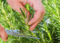 Scientists Find Smelling Rosemary Can Increase Memory By 75%