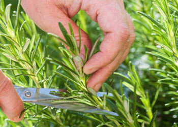 Scientists Find Smelling Rosemary Can Increase Memory By 75%